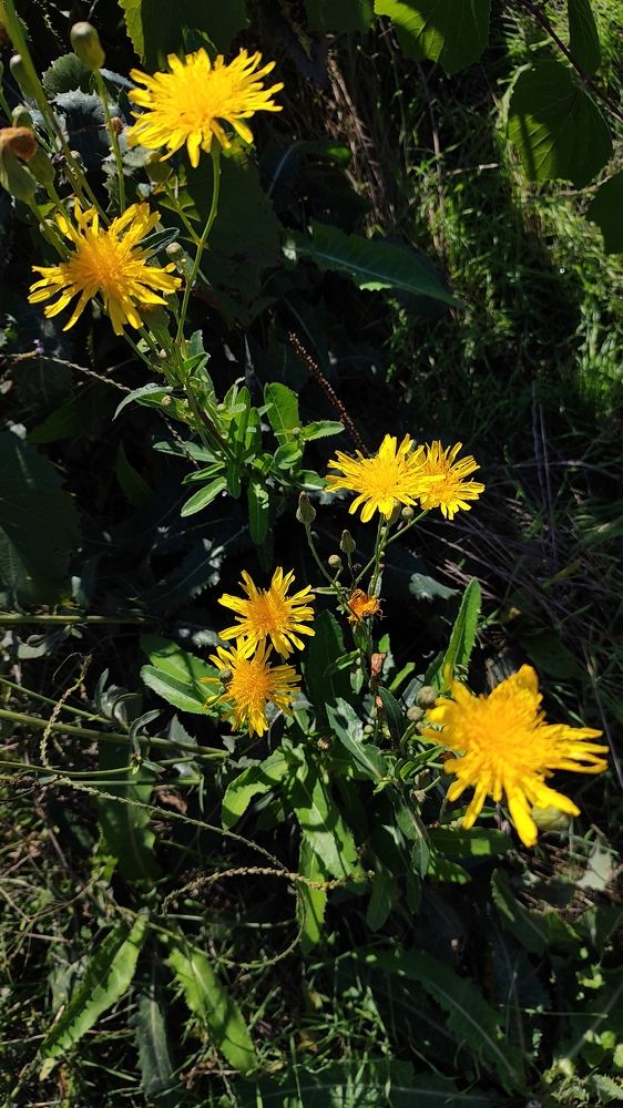 Фотография автора Оксана Антощук