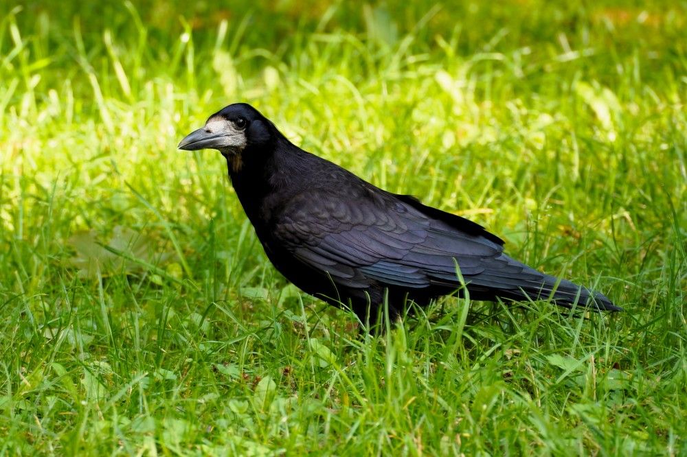 Photograph by jelena konickaja