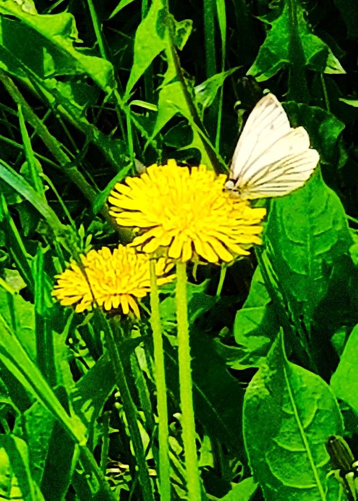 Фотография автора Максим Грибанов