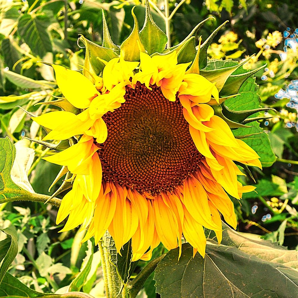 Фотография автора Максим Грибанов