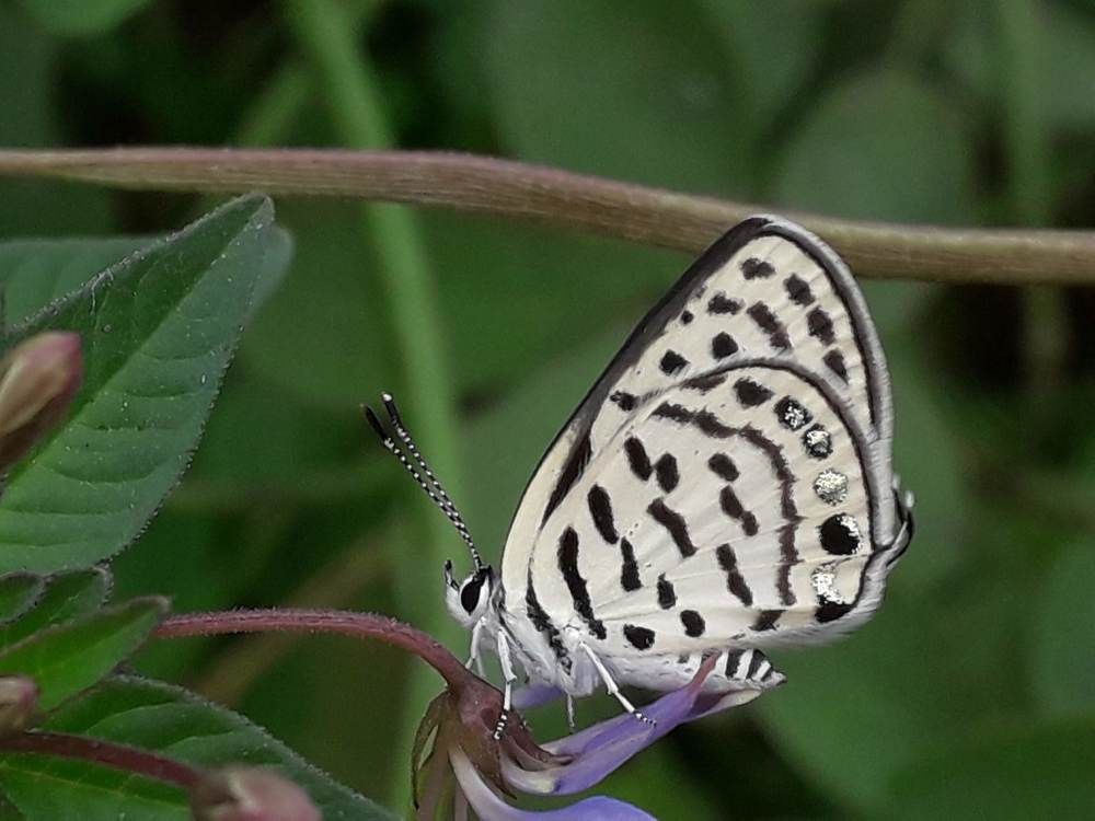 Photograph by Md Millat Islam