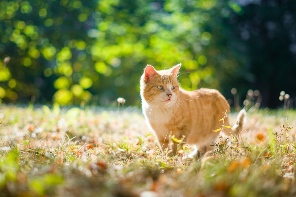 Photograph by Алексей Еремеев