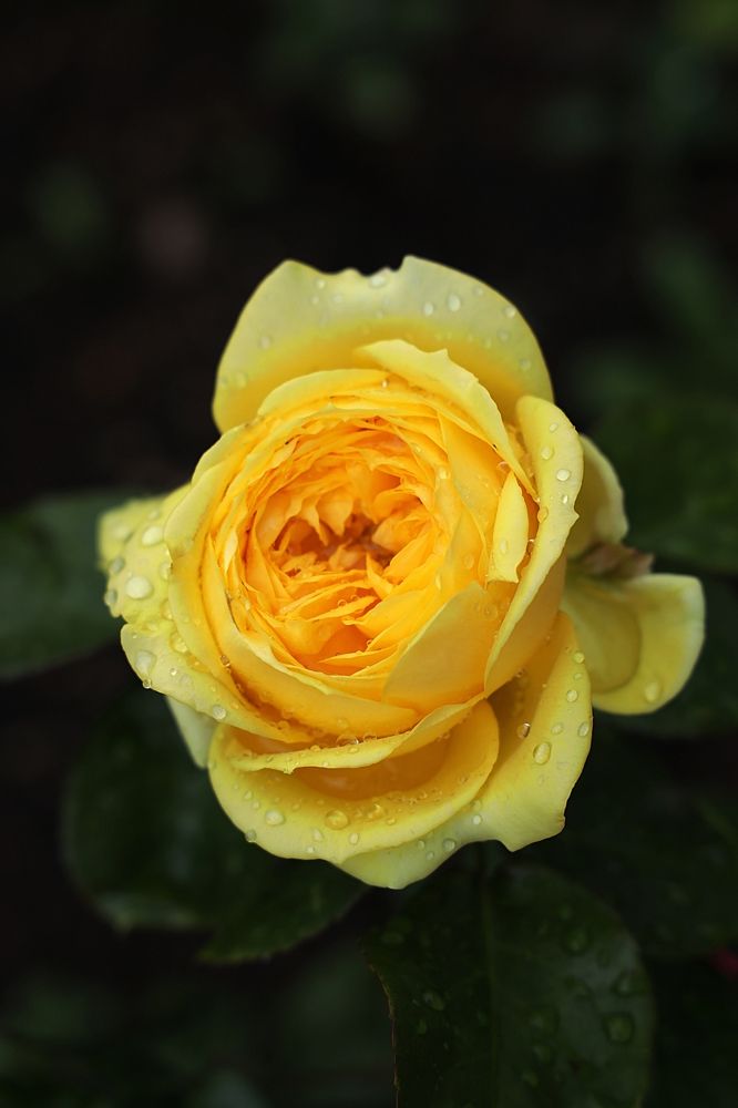 Желтая роза