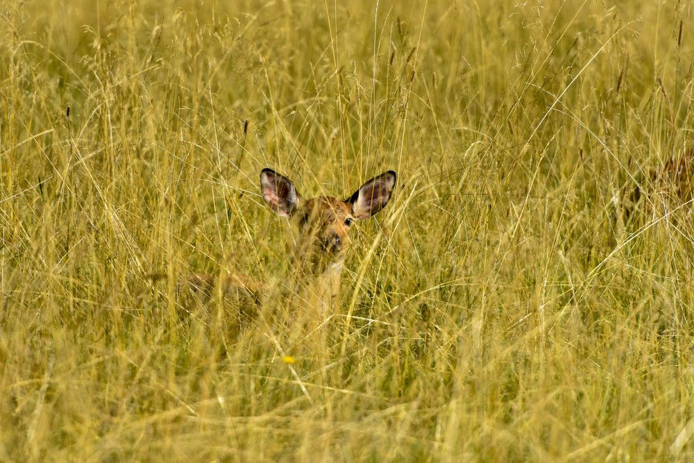 Фотография автора Сергей Чесноков