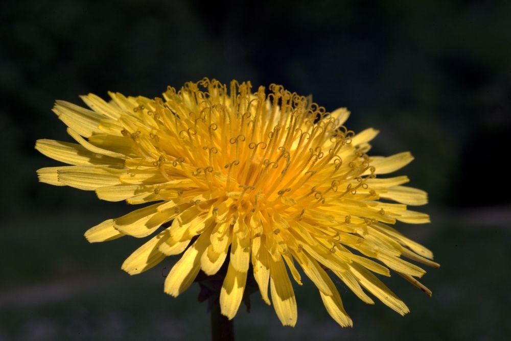 Фотография автора Сергей Чесноков