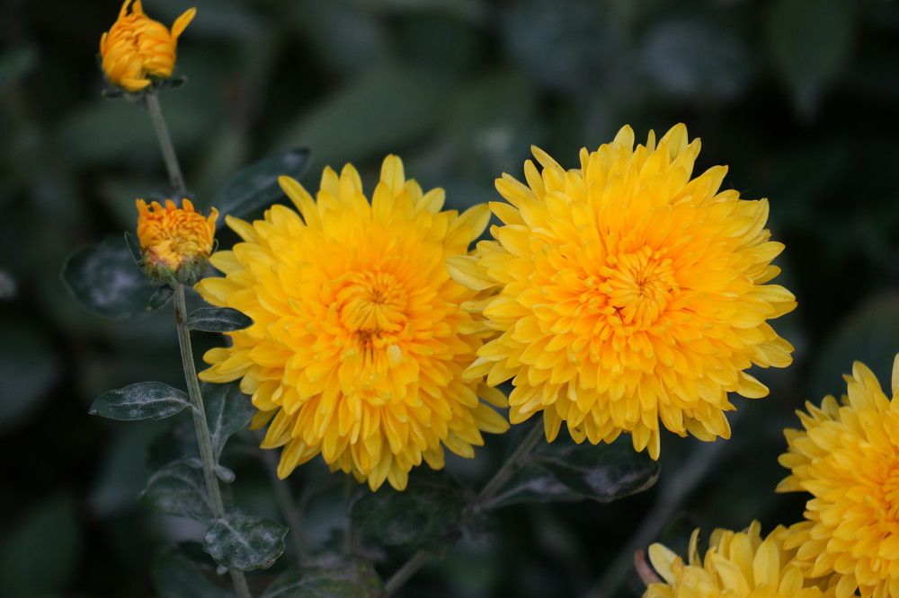 Photograph by  SaidArt