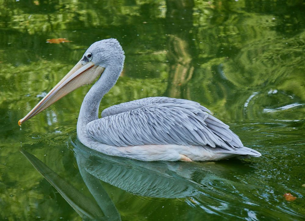Фотография автора Ekaterina Palant
