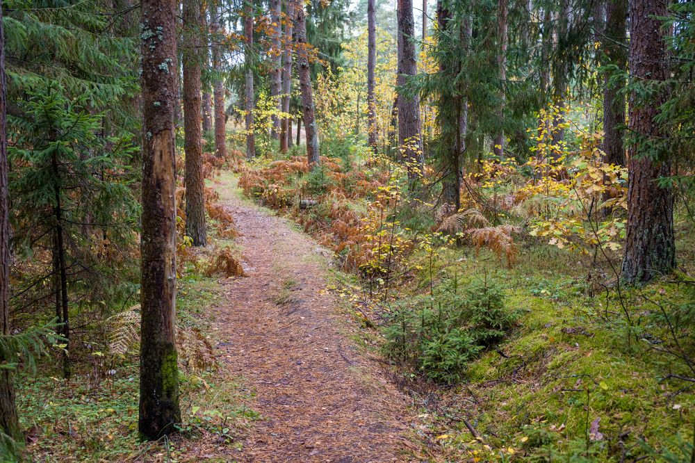 Фотография автора Irina Linina