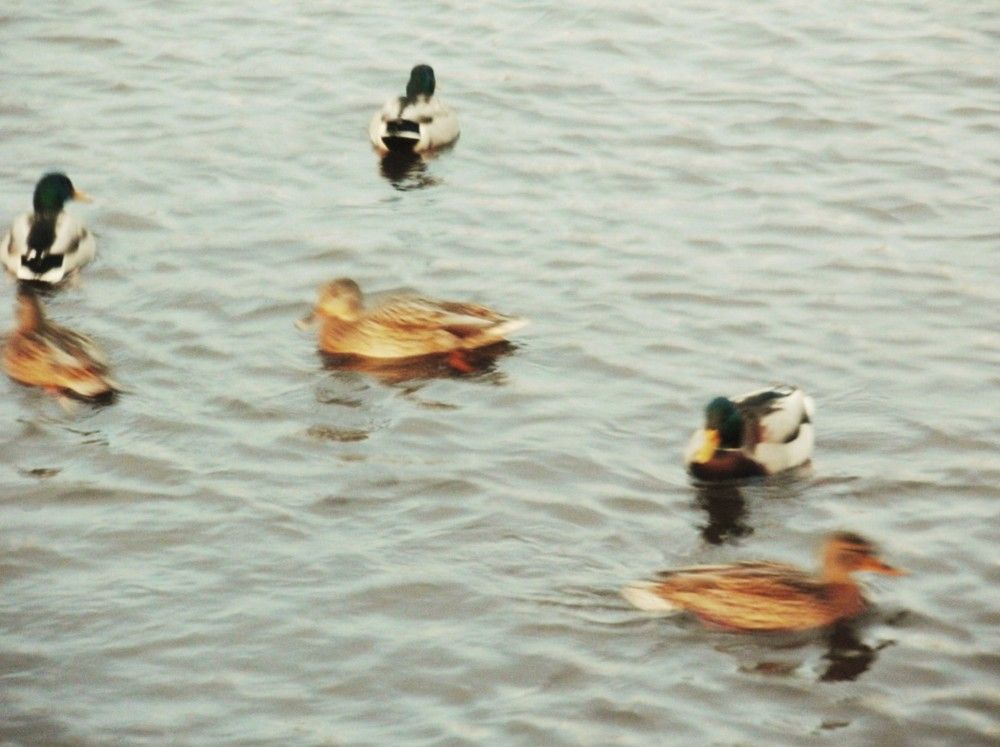 Photograph by Irina Mihailovskaya