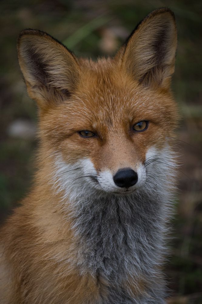 Фотография автора Irina Linina