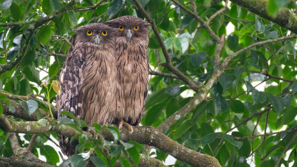 Mr & Mrs Brown Fish Owl