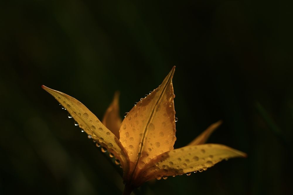 Photograph by Сергей Конюшенко