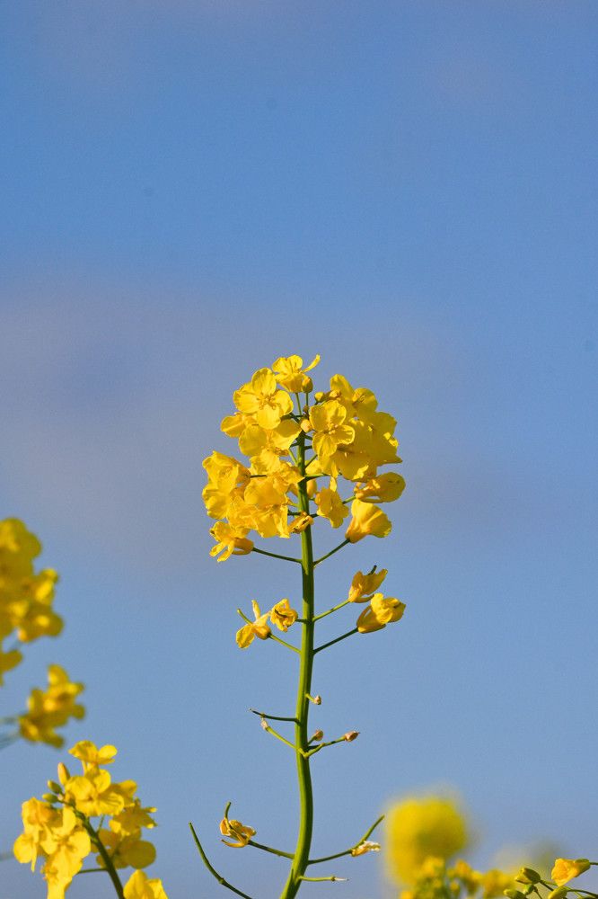 Фотография автора Екатерина Высоцкая