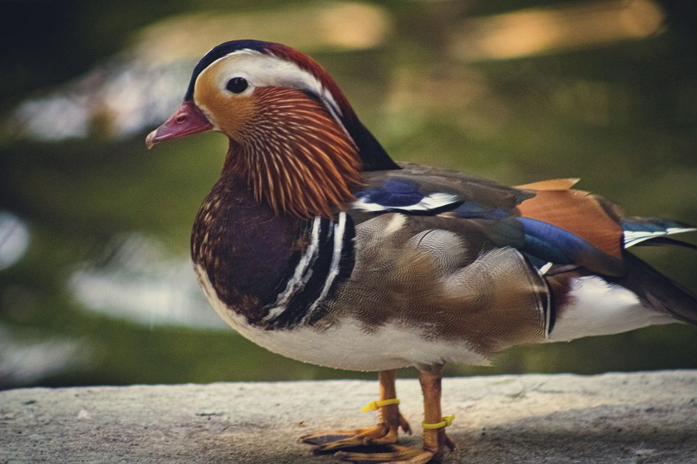 Фотография автора Александр Черепанов