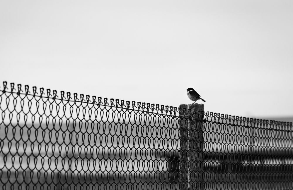 Фотография автора Catarina Almeida