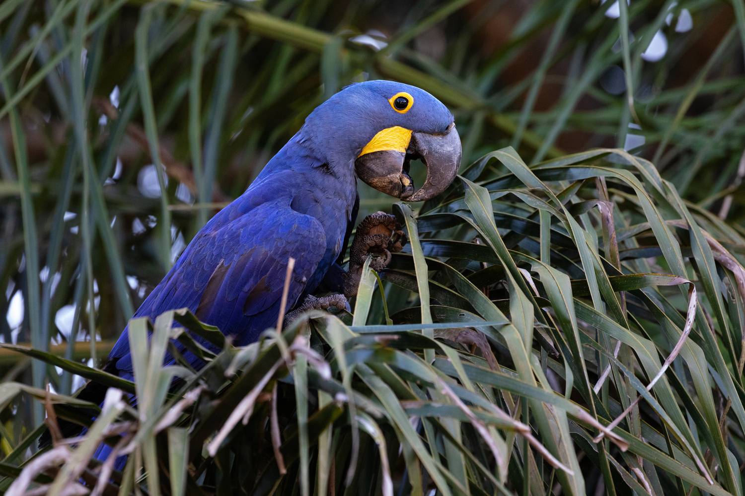 Hyacinth Macaw