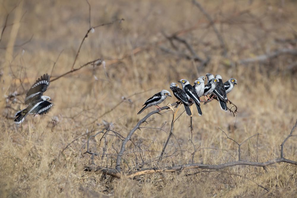 White Crested Helmetshrikes