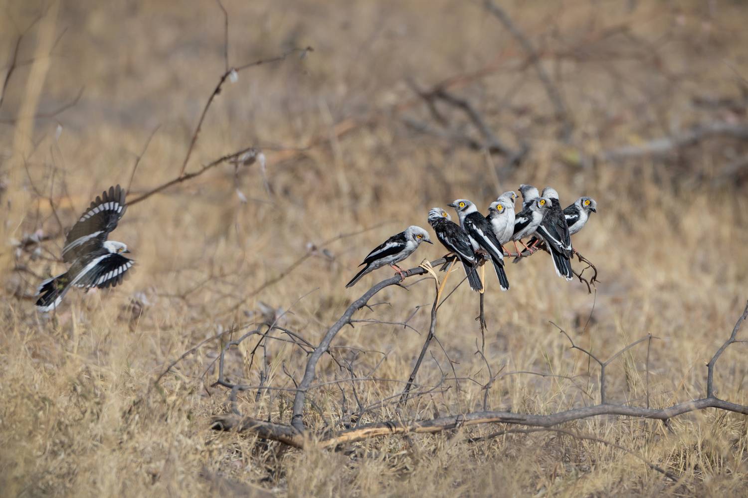 White Crested Helmetshrikes
