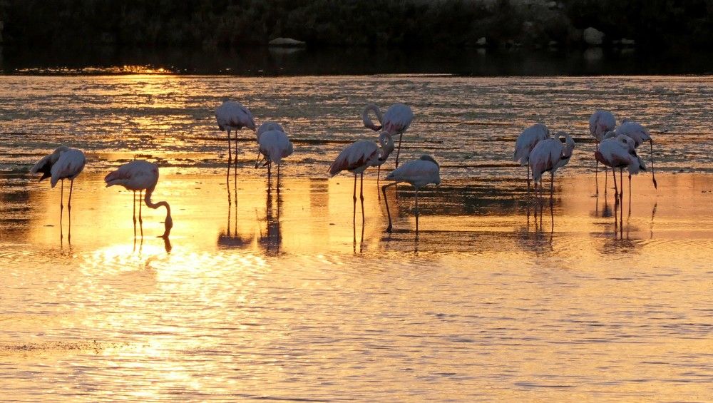 Photograph by Галина Горлицки