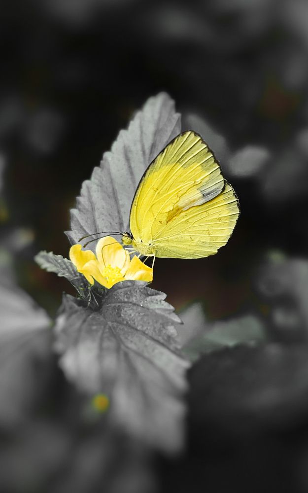 Photograph by SARAVANA MANICKAM