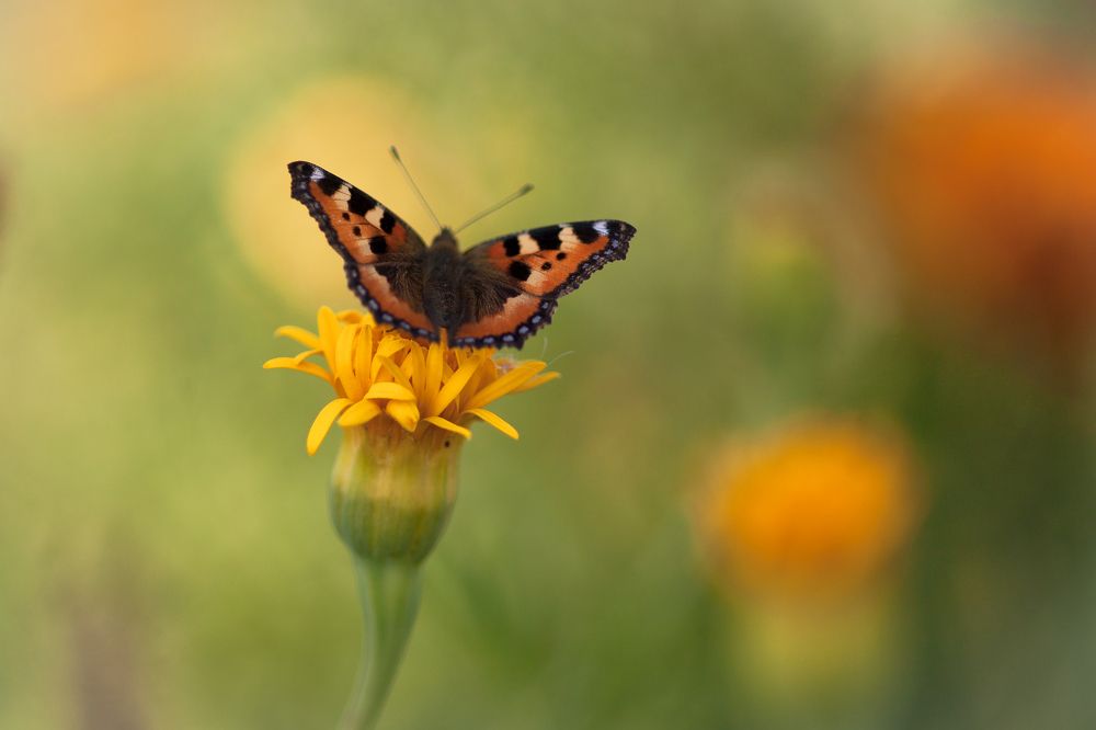 Фотография автора Юрий Кульмяков