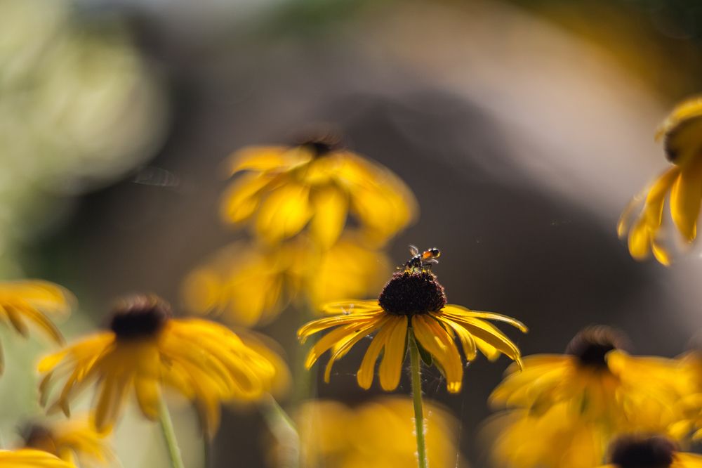 Фотография автора Юрий Кульмяков