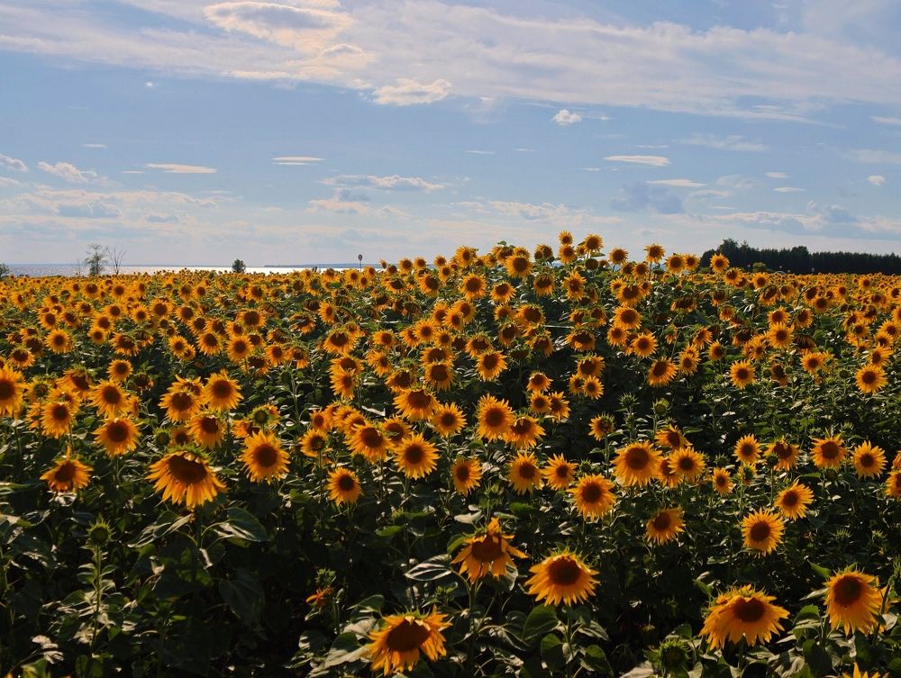 Photograph by Серёга Ануфриев