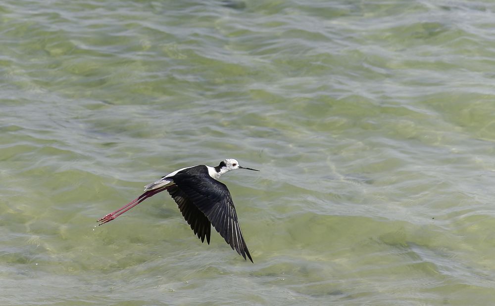 Black-winged Stilt