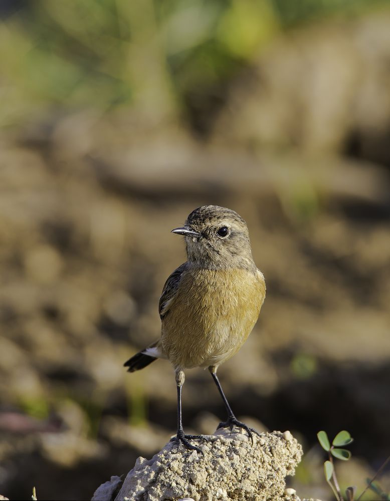 European Stone Chat