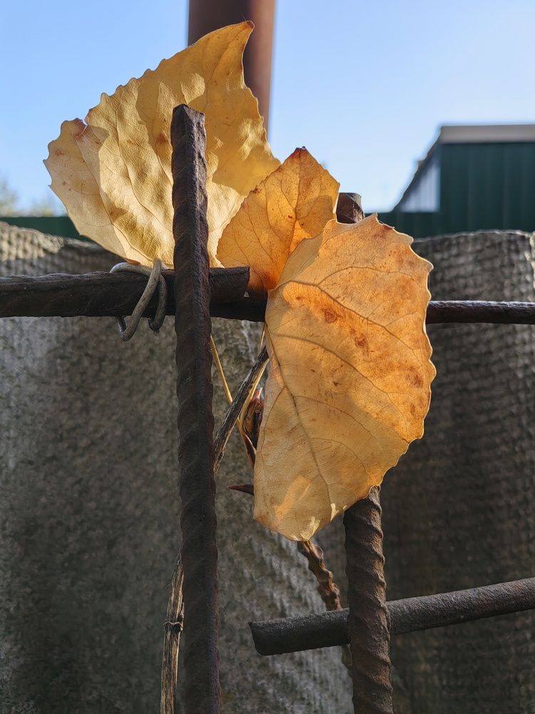 Photograph by Анна Матецкая