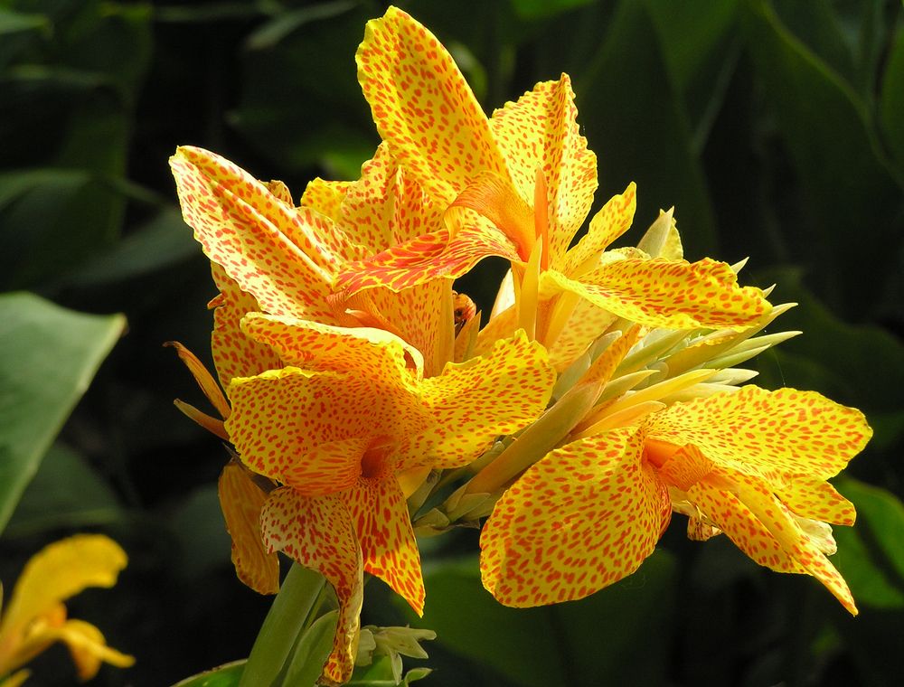 Photograph by Ирина Арканова