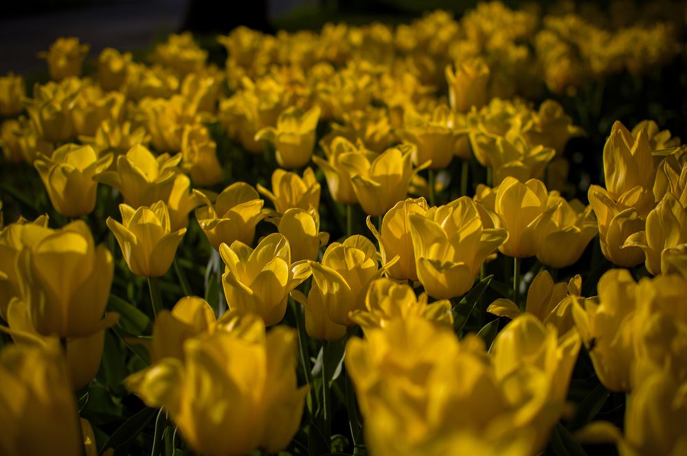 Photograph by Светлана Мельник