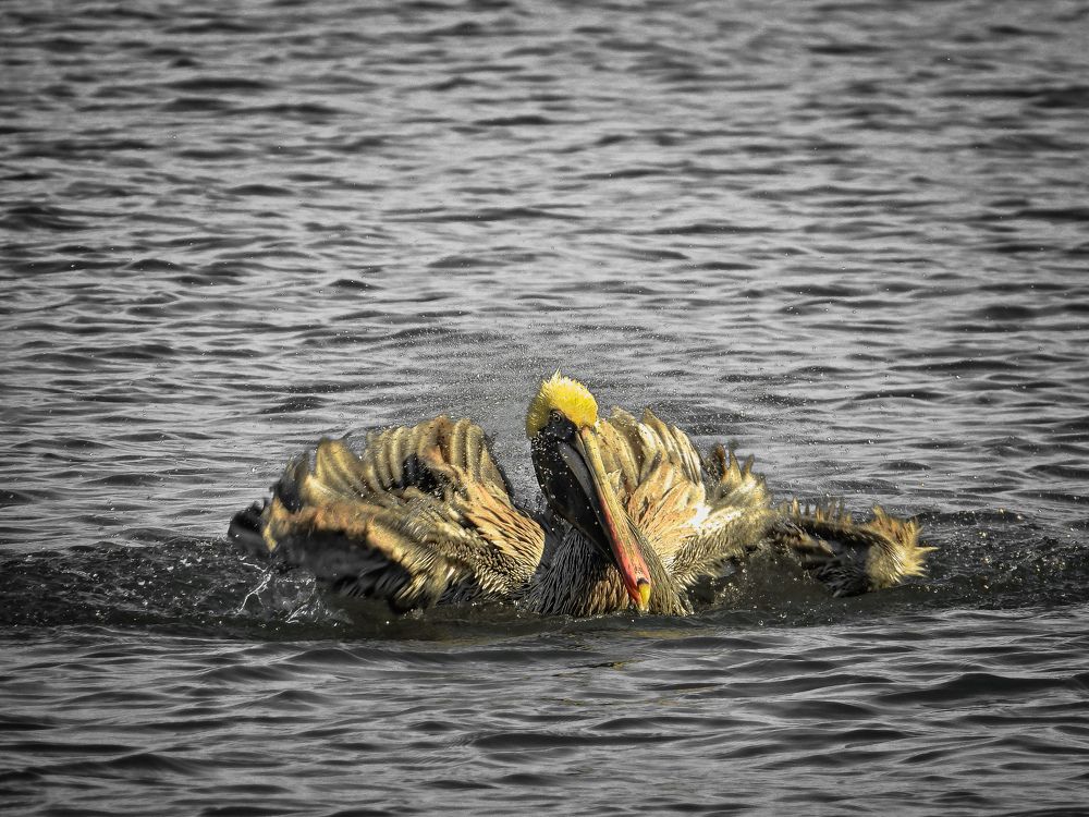 Фотография автора fabio chiari