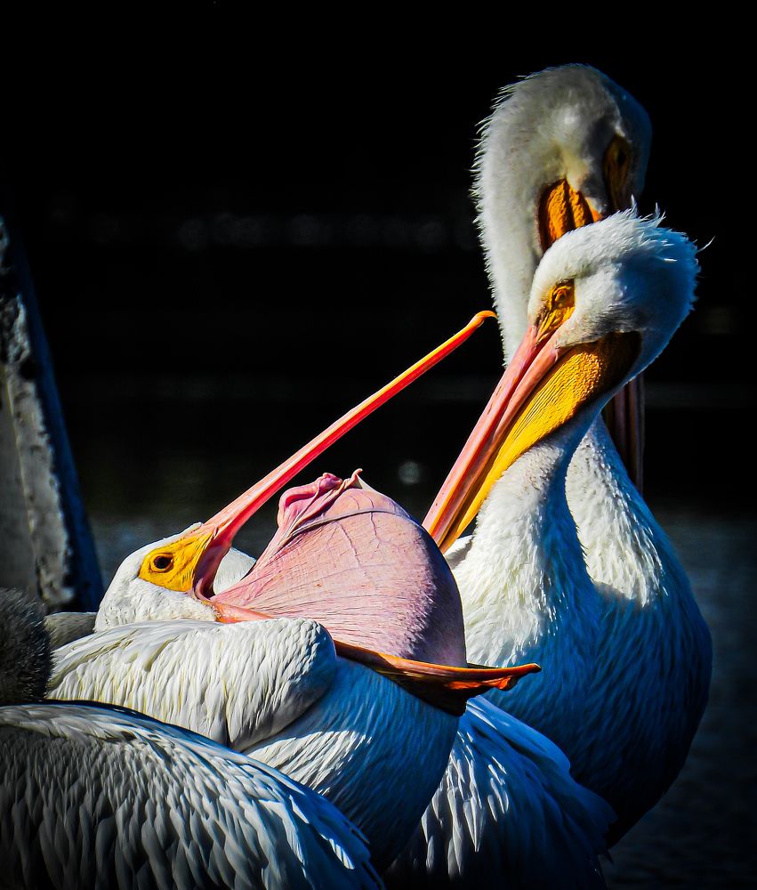 Фотография автора fabio chiari