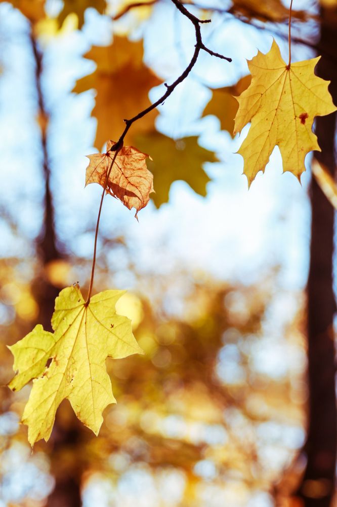 Фотография автора Ирина Якущенко