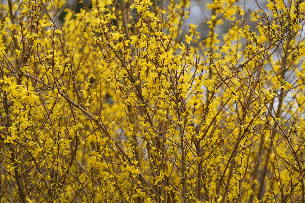 Фотография автора OVIDIU-IOAN TICU