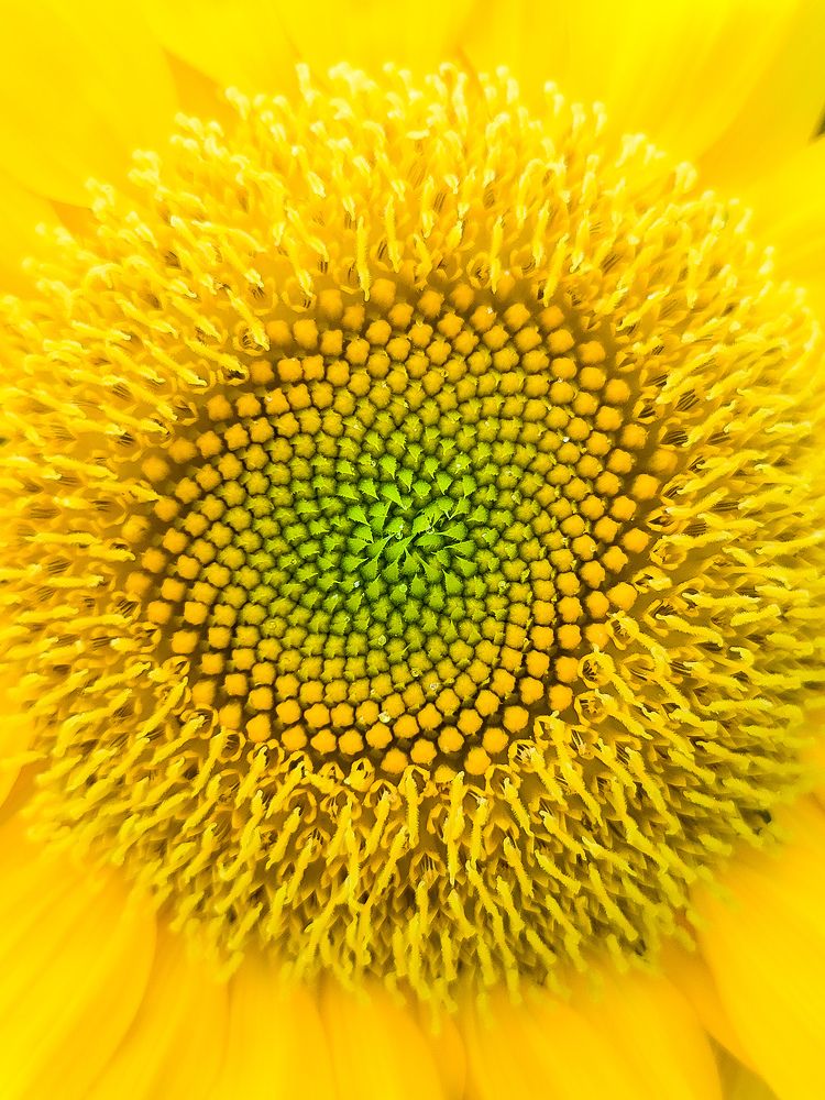 Photograph by Rohit Tonapi