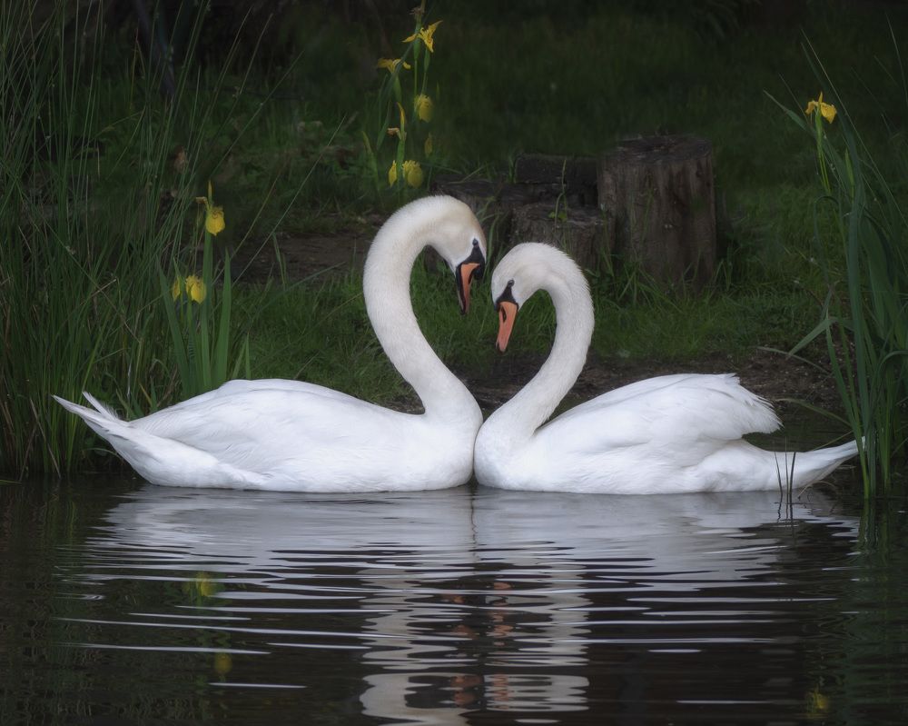 Photograph by LYUDMYLA POKRYSHEN