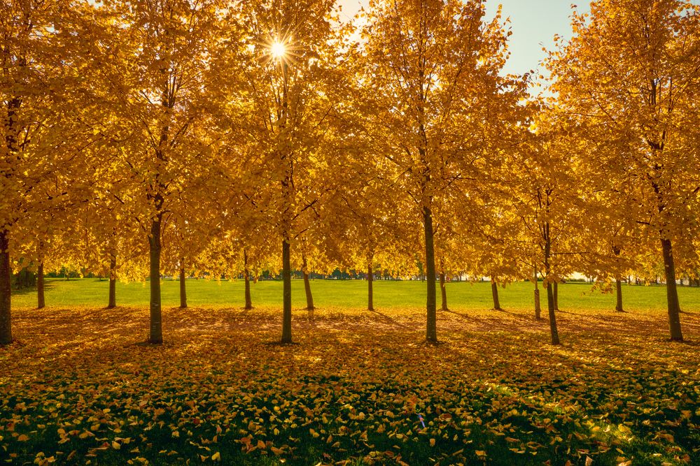 Очей очарованье