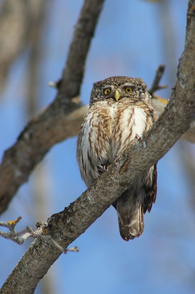 Фотография автора Тамара Караваева