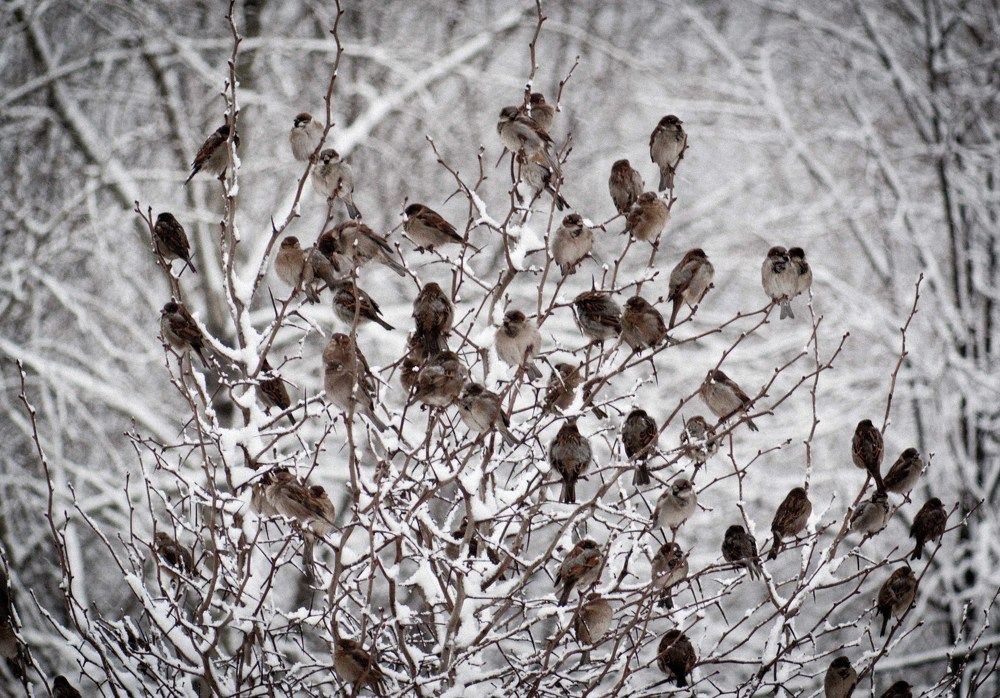 Photograph by Sergei Komlev