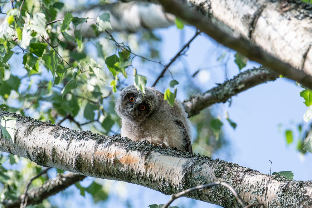 Глаза в глаза.