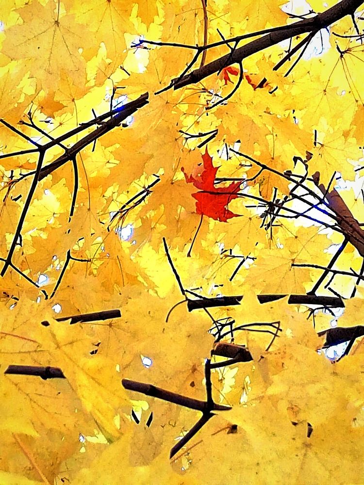 Photograph by Galina Novichkova