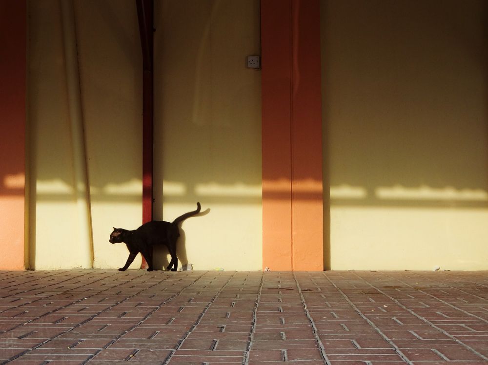 Фотография автора Ibraheem Alsaid