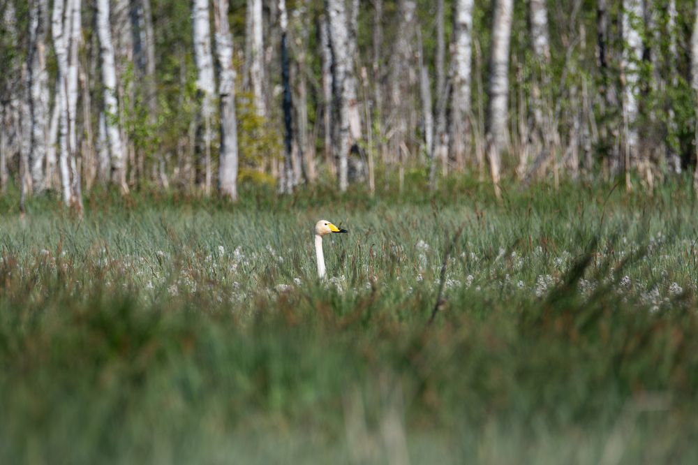 Photograph by Федорако Дмитрий