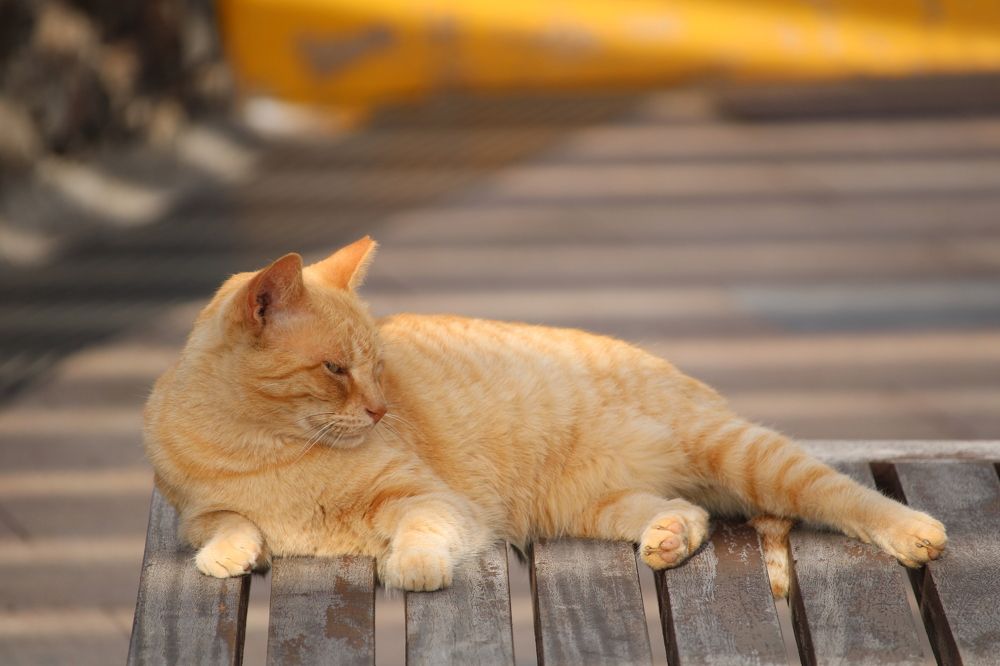 Фотография автора Nieves Gloria Alvarez Diaz