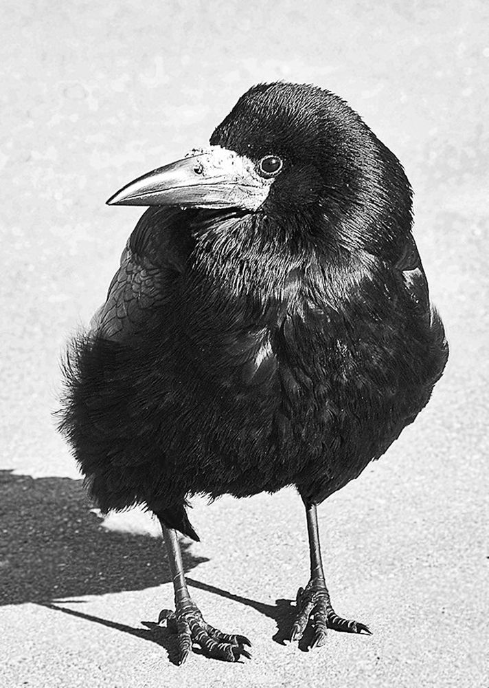 Здесь в балет принимают?