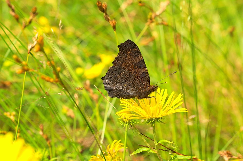 Желтое летнее поле
