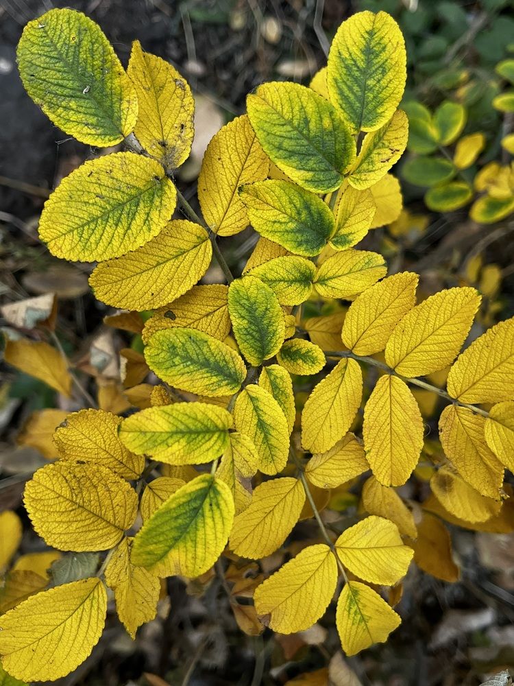 Фотография автора Елена Чиликина