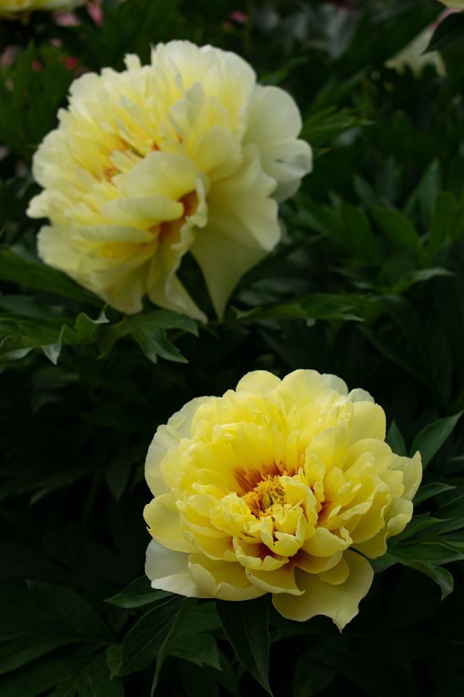 Photograph by Галина Ноздрина